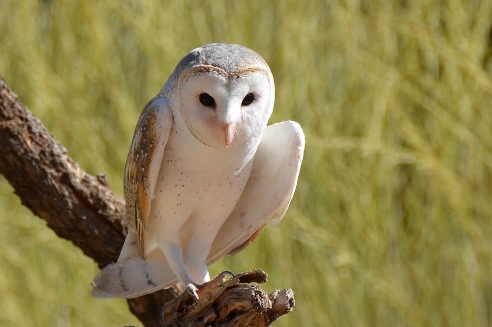 What Are Popular Characteristics of Barn Owls?