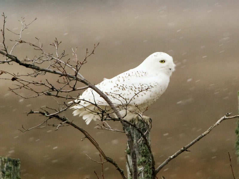 What Are The Biggest Threats to Owls?