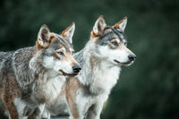 Comparing Solitary Hunters, Colonies, and True Packs