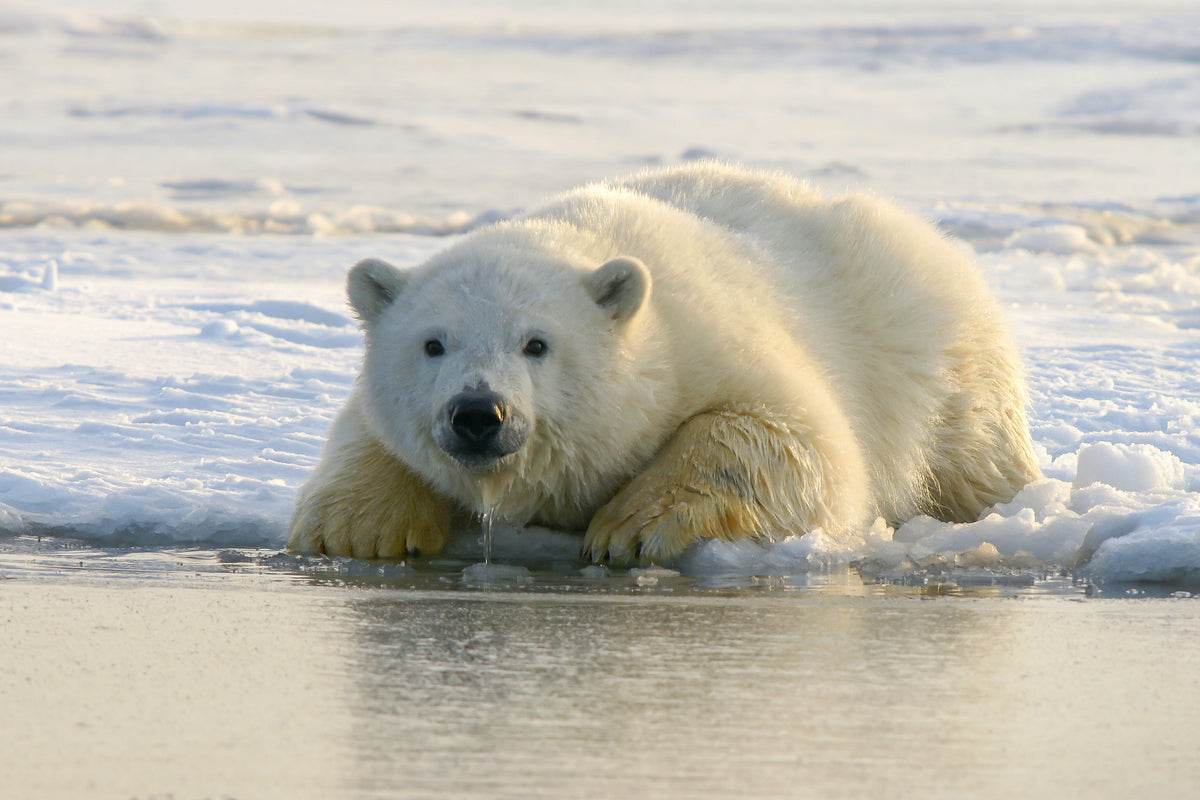 Why Are Polar Bears and Grizzly Bears So Much Bigger Than Other Bears?