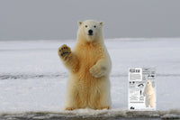 Polar Bears in Flip-Flops: What Happens When an Arctic Icon Lands Somewhere Warm?
