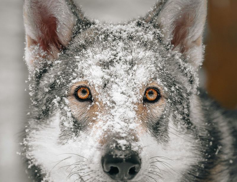 If Santa Flew With Owls, Bears, and Wolves…