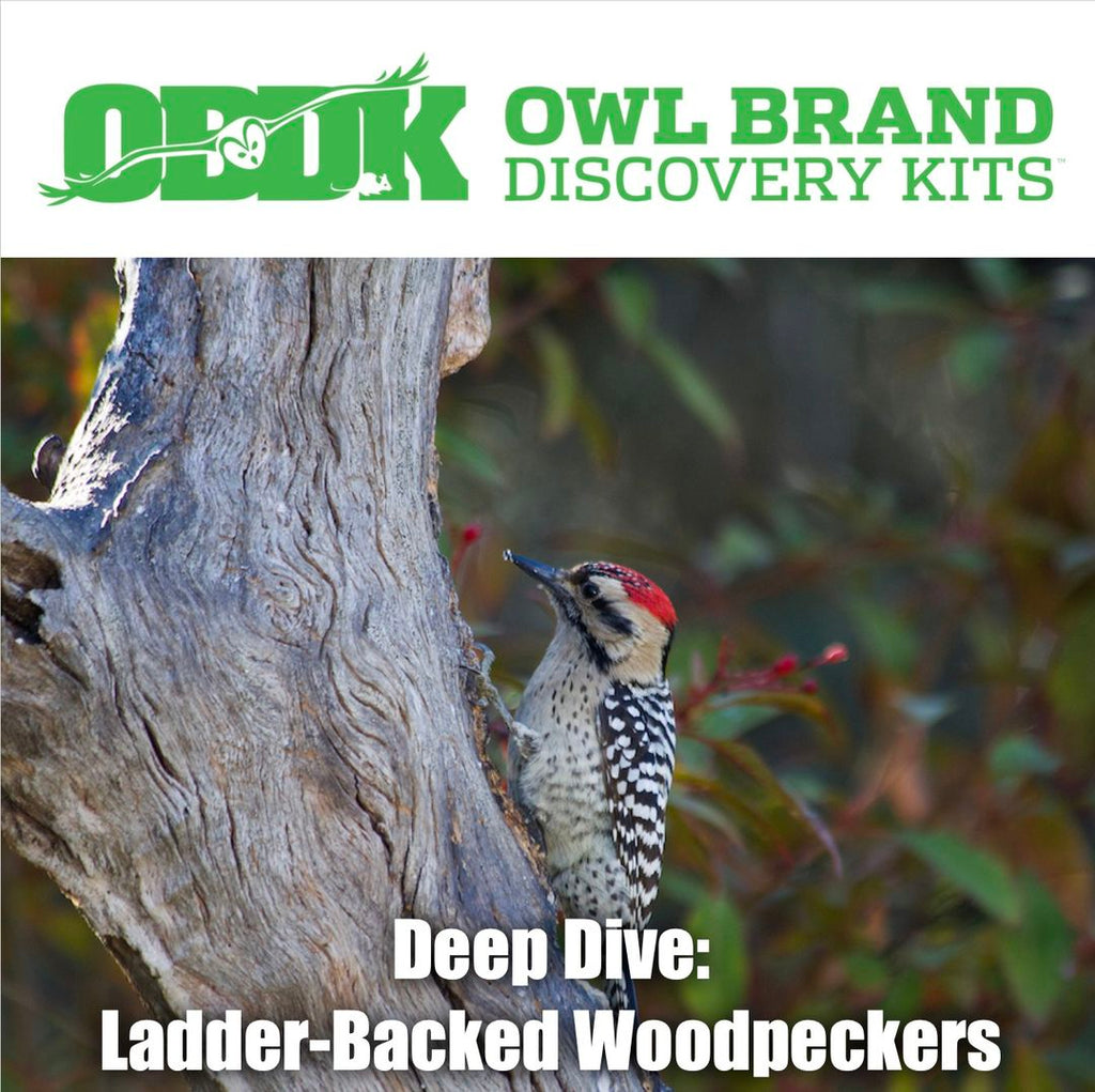 Deep Dive: Ladder-backed Woodpeckers
