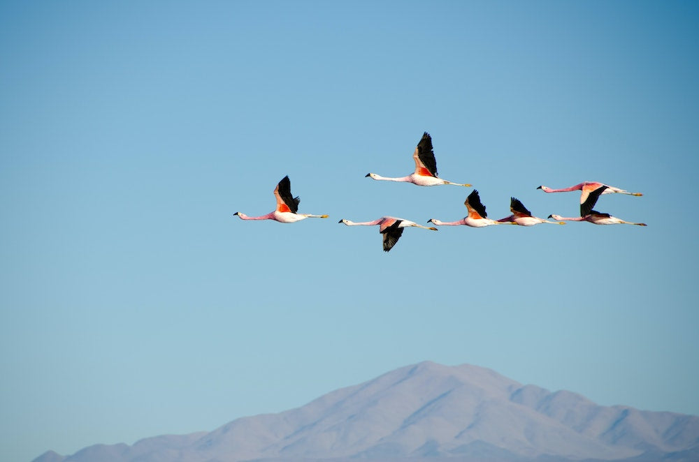 Why Do Birds Fly in a 
