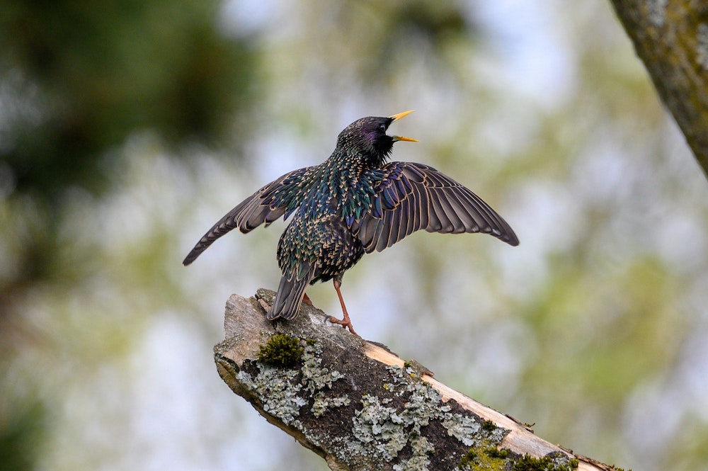 What Threats Do Invasive Bird Species Pose?