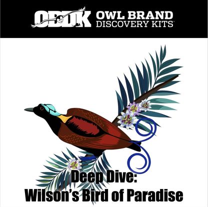 Deep Dive: Wilson's Bird of Paradi