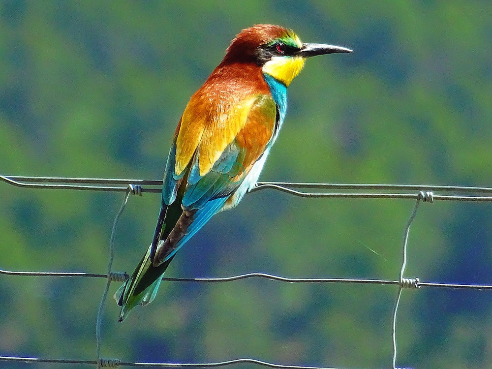 How Many Bird Species Have Gone Extinct?