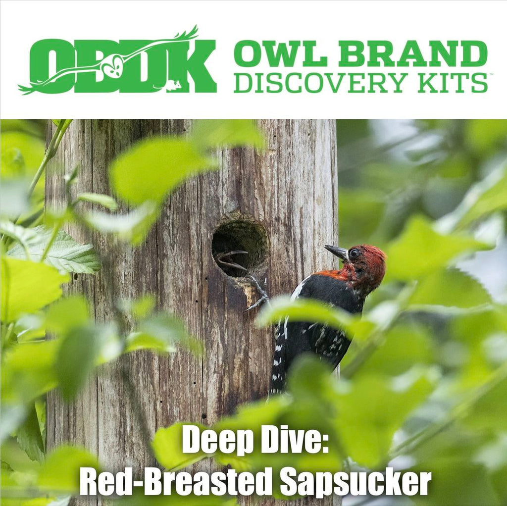 Deep Dive: Red-breasted Sapsuckers