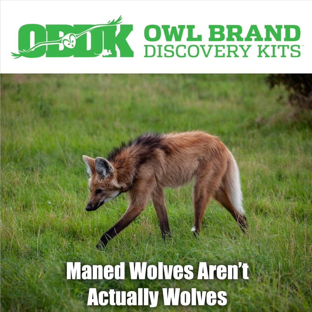 Maned Wolves Are Not Really Wolves