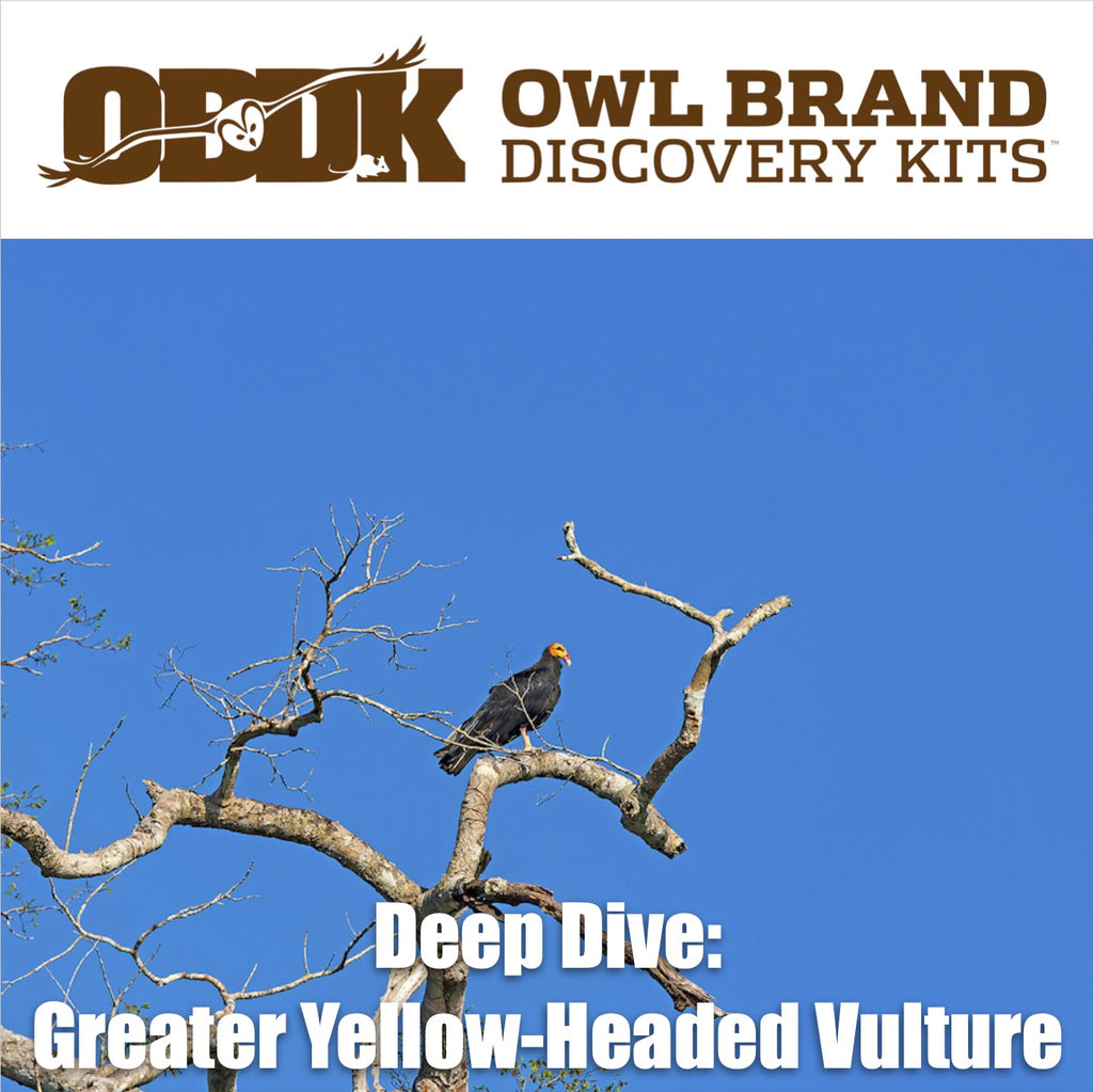 Deep Dive: Greater Yellow-headed Vulture