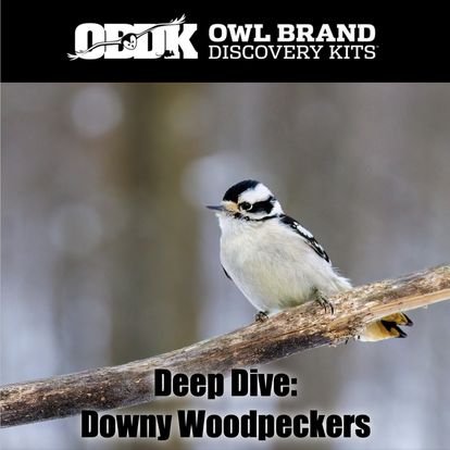 Deep Dive: Downy Woodpeckers