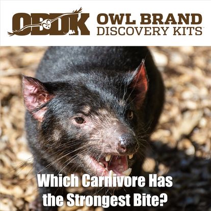 Which Carnivores Have the Strongest Bite?