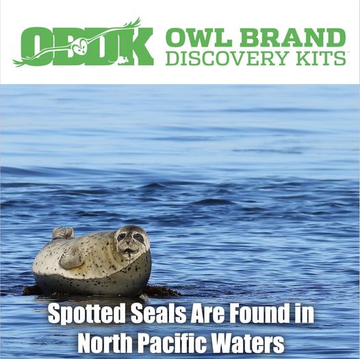Spotted Seals Are Found in North Pacific Waters