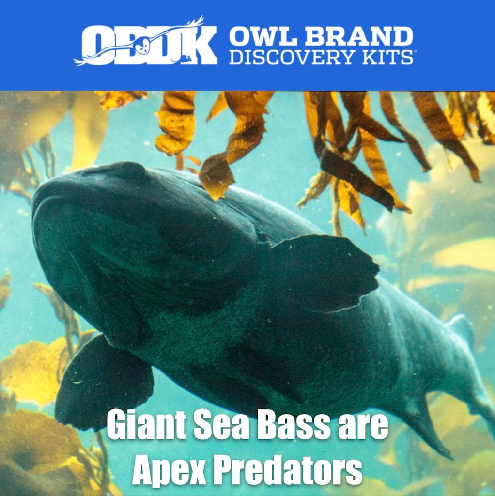 Giant Sea Bass Are Apex Predators
