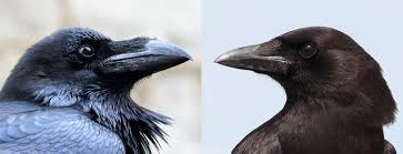How to tell Ravens from Crows