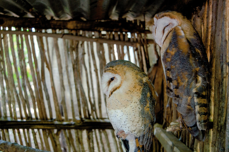 Myth-Busters: Owl Pellets Aren’t Poop!