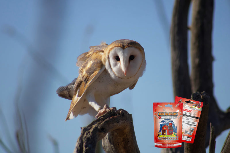 Thanksgiving in the Food Web: Lessons from the Barn Owl