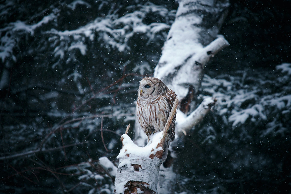 Winter Is Owl Season: Why Cold, Dark Months Are the Best Time to Spot Owl