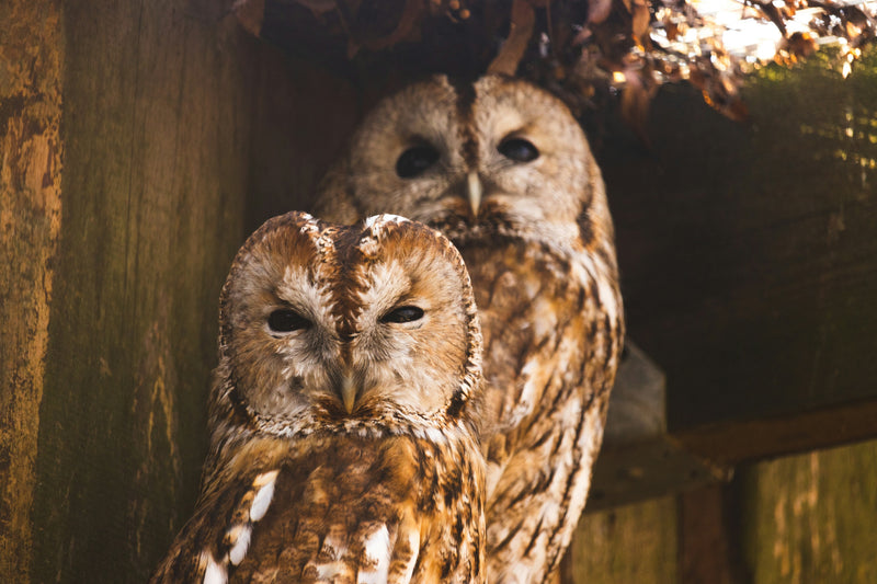 “Owl Dating Season”: Why March Sounds Like a Nighttime Conversation