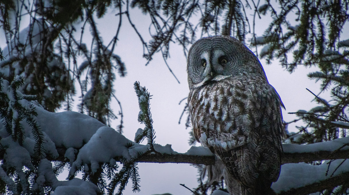 Owls in Winter: Nighttime Neighbors for December & Christmas