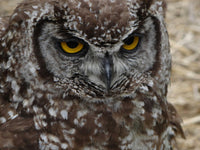 Owl Ears Aren’t Symmetrical—And That’s the Point