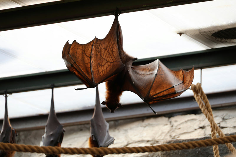 Bats in Winter: The Survival Trick Your Students Will Never Forget