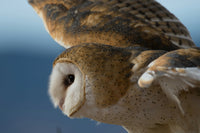 Pellets, Biodiversity & Ecosystems