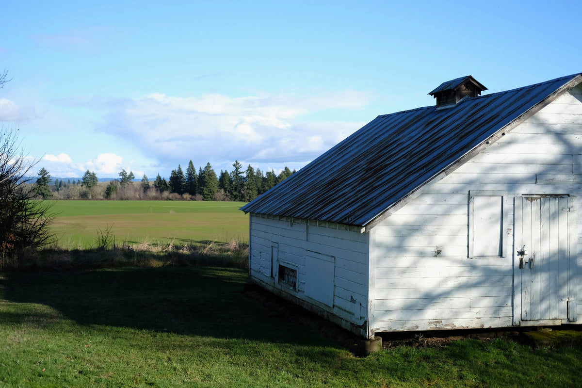 March Field Signs: Pellets, Whitewash, and the Roost Understory