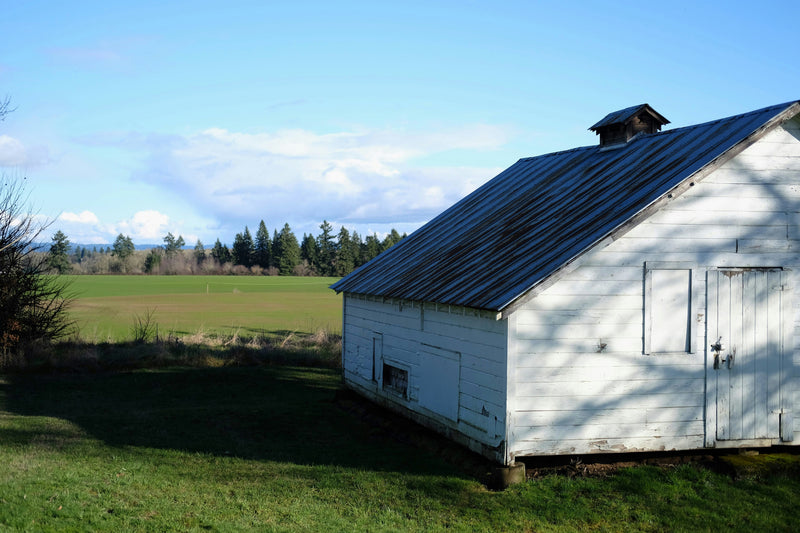 March Field Signs: Pellets, Whitewash, and the Roost Understory
