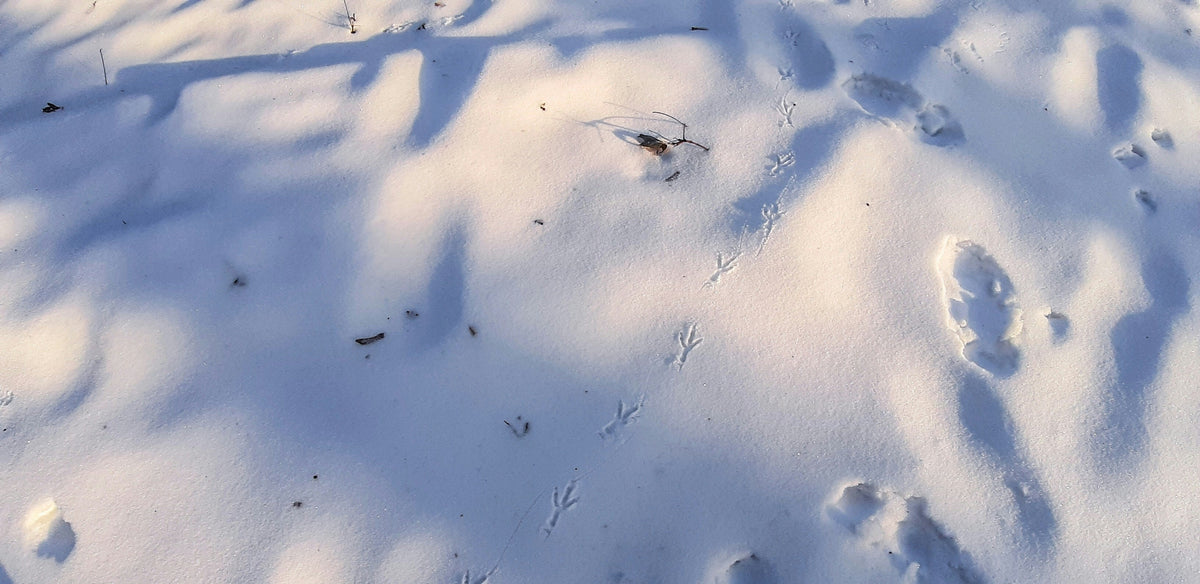 Snow = Nature’s Notebook: Reading Tracks Like a Story