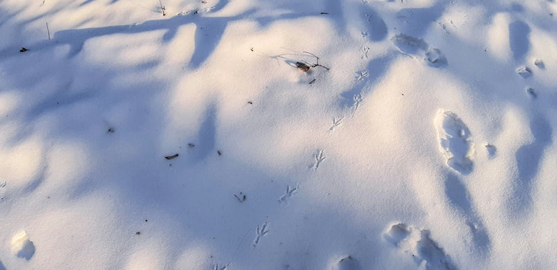 Snow = Nature’s Notebook: Reading Tracks Like a Story