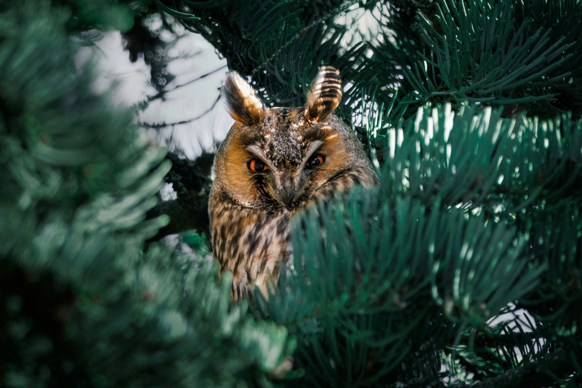 When Winter Hits Pause: Who Hibernates, and Why Owls (and Most Birds) Don’t