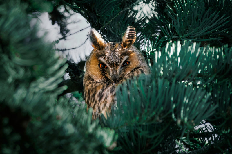 When Winter Hits Pause: Who Hibernates, and Why Owls (and Most Birds) Don’t