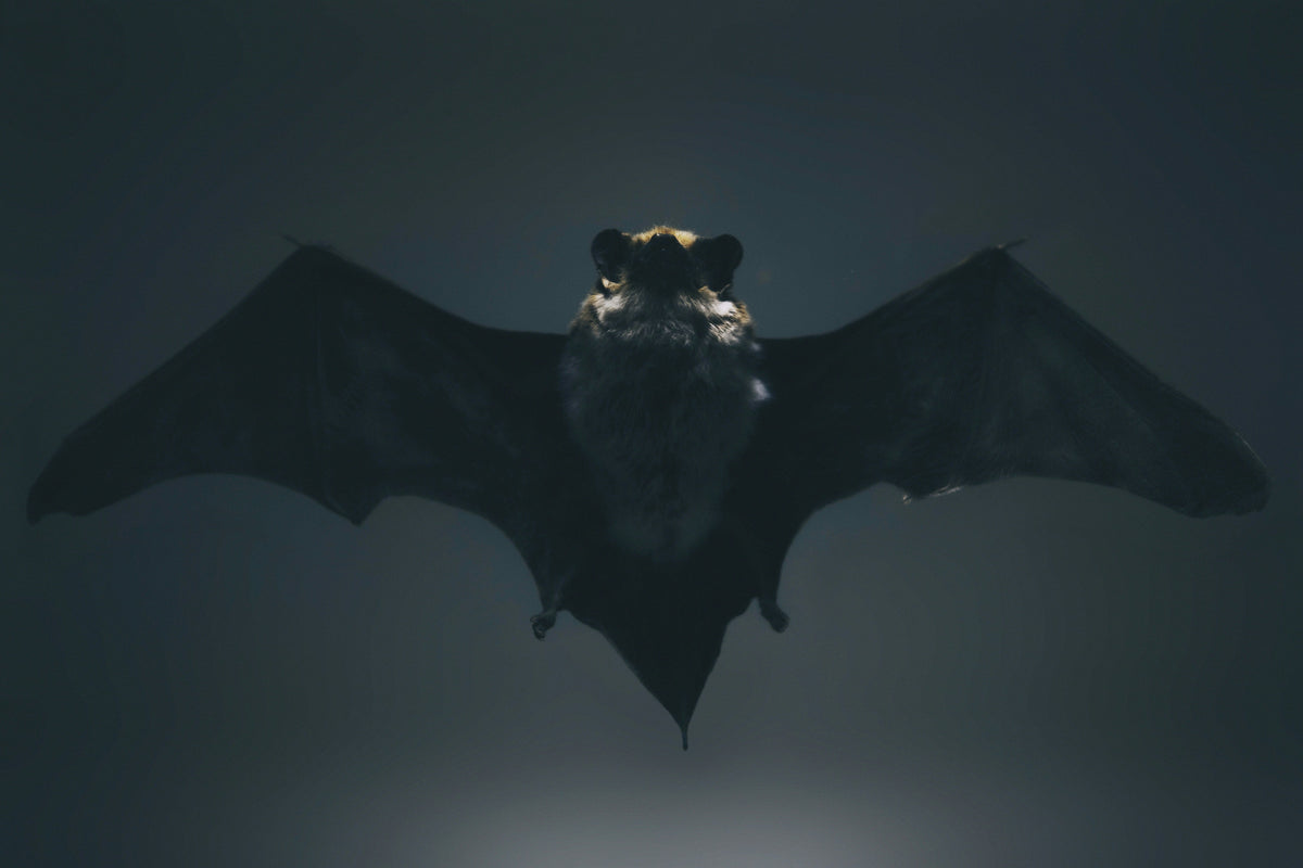 Can Humans Understand Bat Communication?