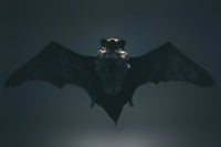 Can Humans Understand Bat Communication?