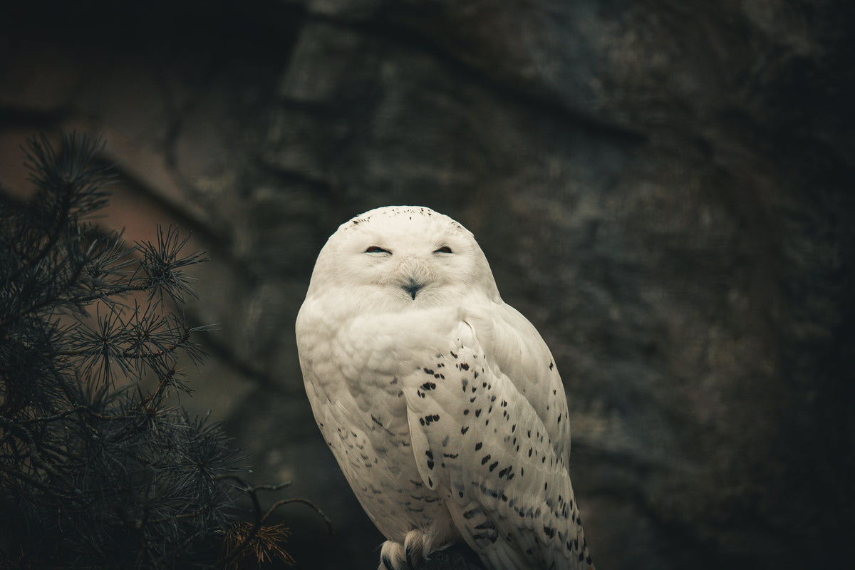 The Owl Night Choir: If Owl Calls Were Music Genres