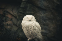 The Owl Night Choir: If Owl Calls Were Music Genres