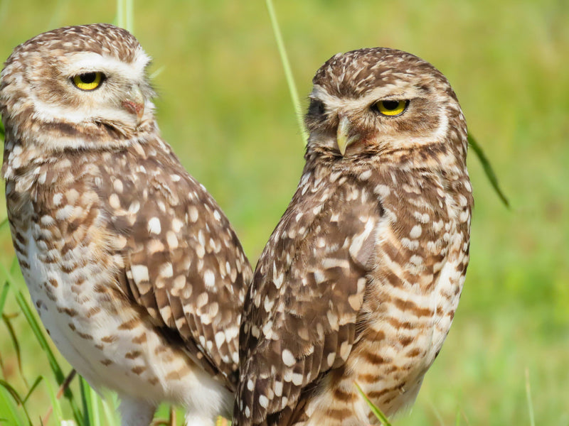 Can Owls and Bats Smile
