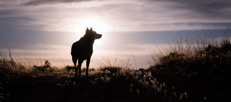 Where does the term "lone wolf" come from?