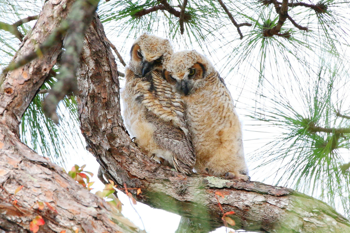 Spring Is Coming: Owl Nests, Owlets, and the Season of Quiet Chaos