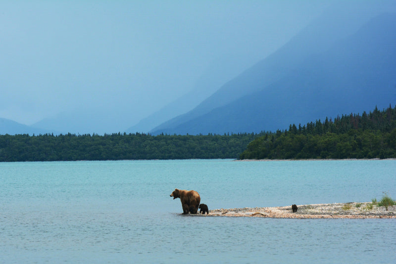 Grizzly Bears in America: The Power Animal That Still Shapes the Map