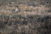 Silent Flight Isn’t Magic—It’s Engineering