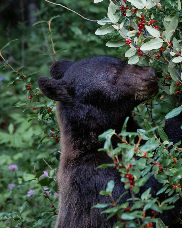 The Black Bear’s Perfect Thanksgiving Meal: Nature’s Real Feast