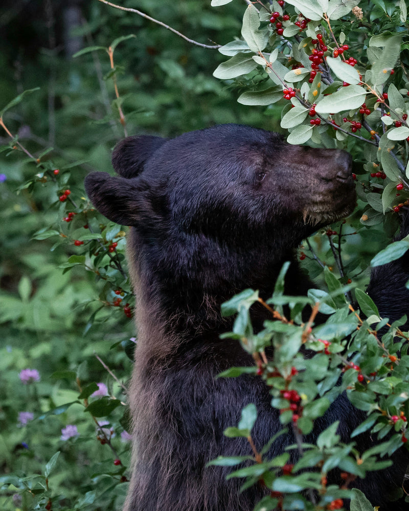 The Black Bear’s Perfect Thanksgiving Meal: Nature’s Real Feast