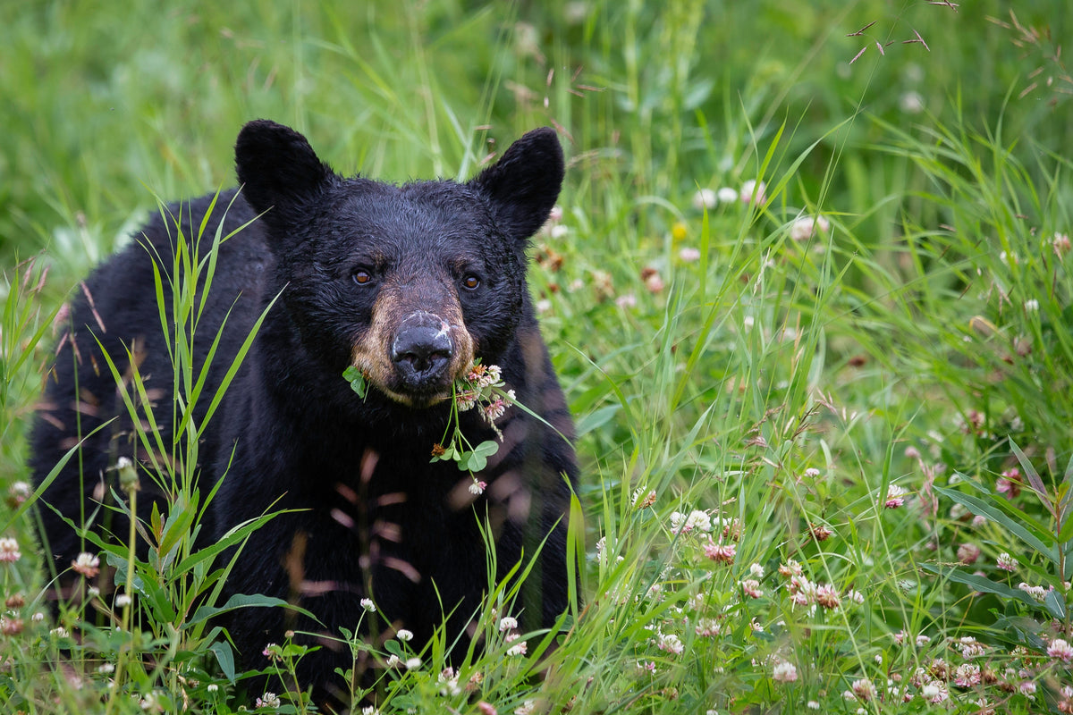 Do Bears Actually Like Honey