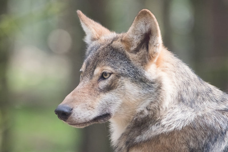 Gray wolf pack moving together across snowy habitat