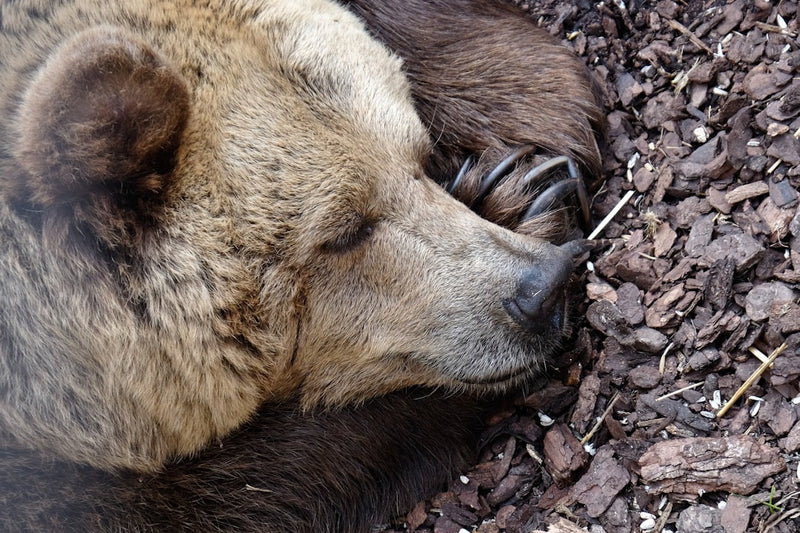 Black bear resting in a snowy winter den