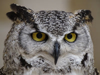 Wildlife World Cup: Bats, Owls, Bears, and Bees on the Same Field