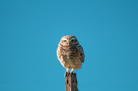 Do Owls Sweat? How Birds Beat the Heat Without Sweat Glands