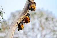 Storytime Sleuths #3: Campfire Stories of the Bat Box